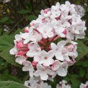 Viburnum bitchiuense